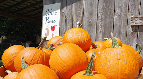 Hickory Nut Gap Farm, NC
