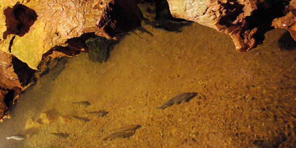 Linville Caverns, NC