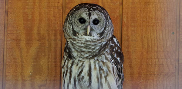 May Wildlife Center