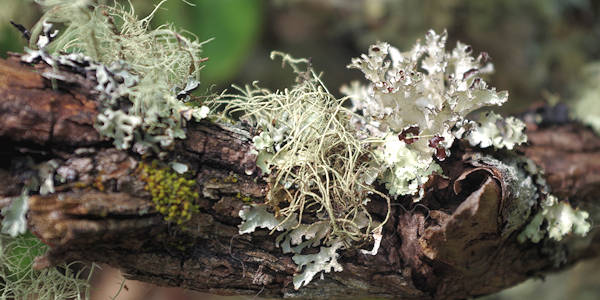 Moss on Big Butt Trail
