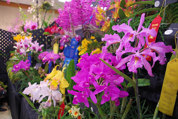 Asheville Orchid Festival