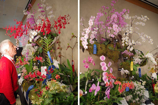 Asheville Orchid Festival