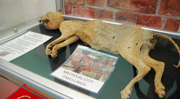 Petrified Cat