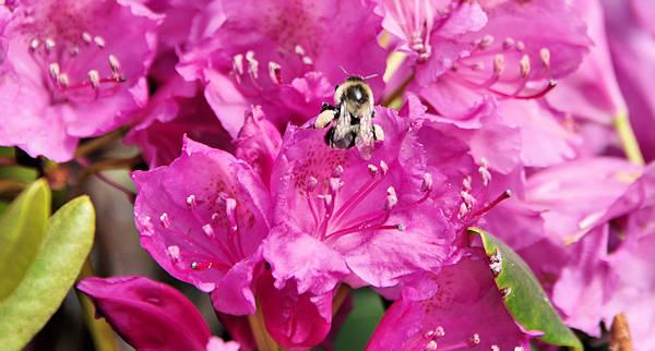 Catawba Rhododendron