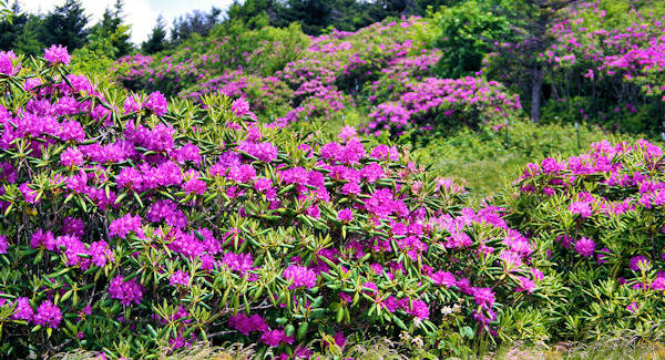 Rhododendron Blooms