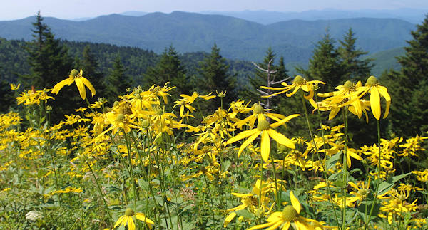 Richland Balsam, Blue Ridge Parkway