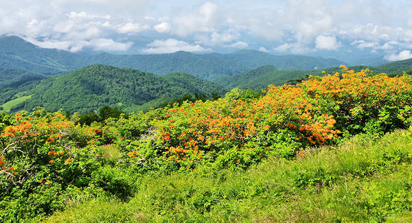 Roan Mountain Appalachian Trail
