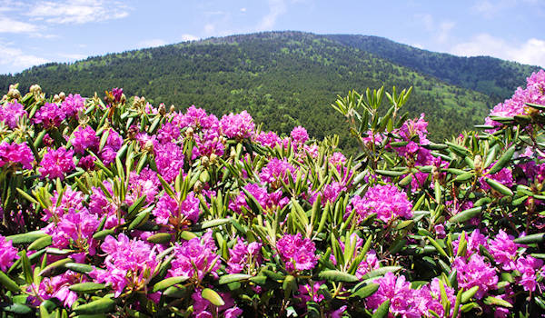 Roan Mountain Rhododendron