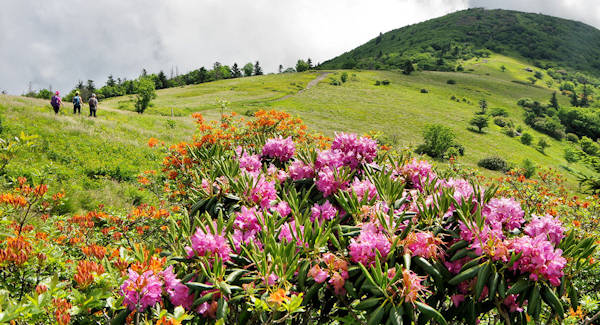 Roan Mountain Appalachian Trail