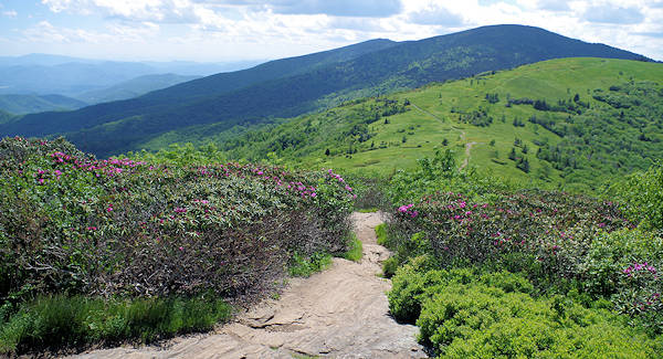 Roan Mountain - Jane Bald