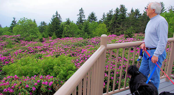 Roan Mountain Rhododendron