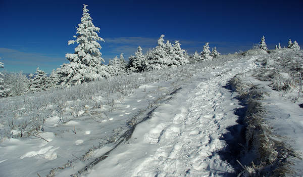 Roan Mountain Appalachian Trail