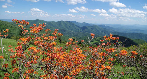 Roan Mountain Flame Azalea
