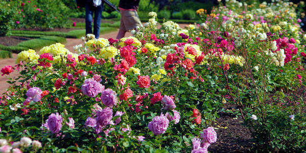 Roses at Biltmore