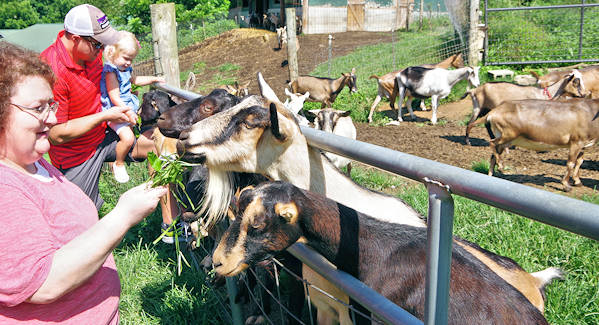 Round Mountain Creamery
