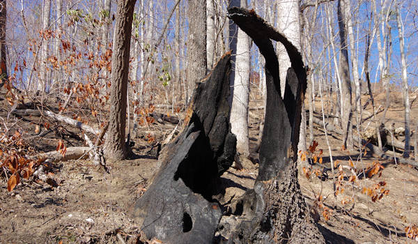Party Rock Fire Remains