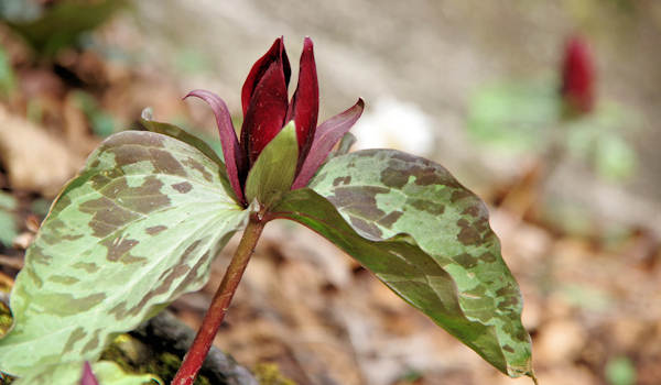 toadshade trillium