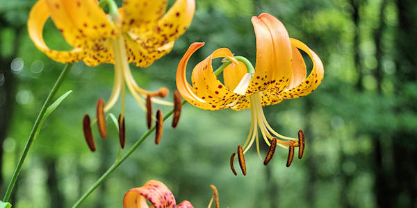 Turks Cap Lilies