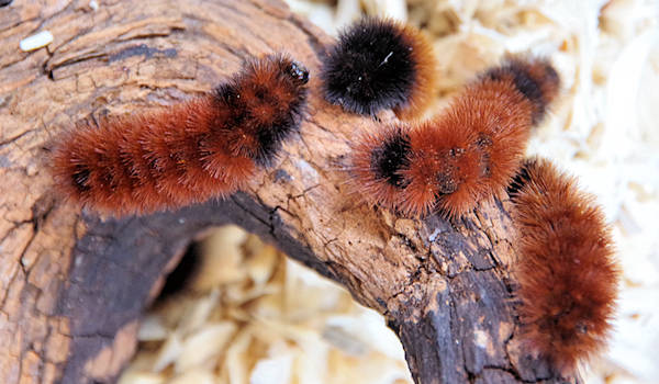 Woolly Worms