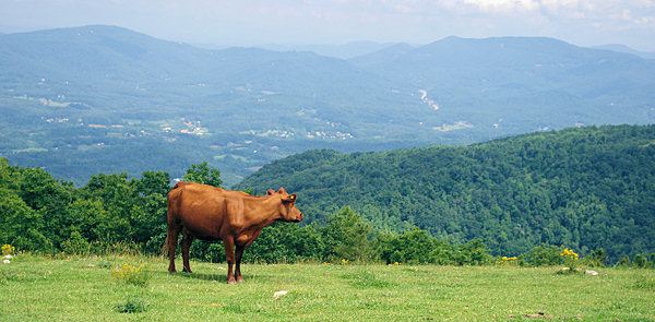 Bearwallow Mountain