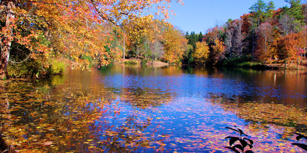 Fall at Biltmore