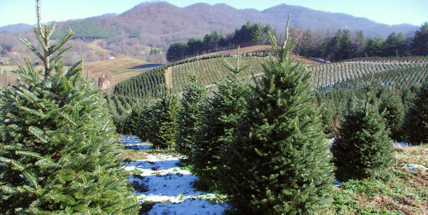 Asheville Christmas Tree Farms
