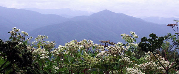 Cold Mountain