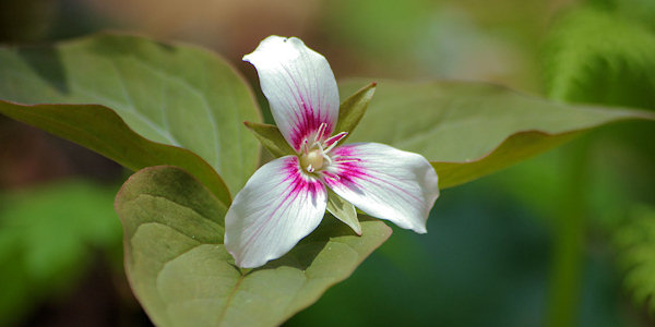Crabtree Falls