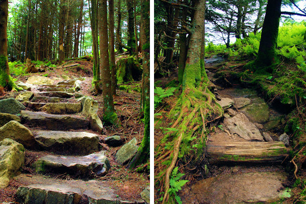Deep Gap Trail Mt. Craig
