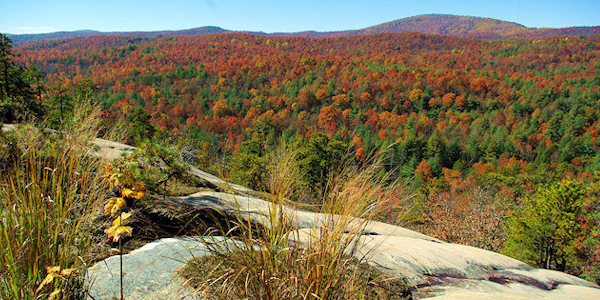 Dupont Forest Cedar Rock