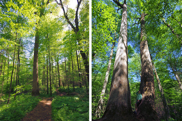 Joyce Kilmer Memorial Forest