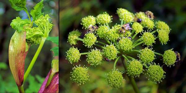Asheville Wildflowers