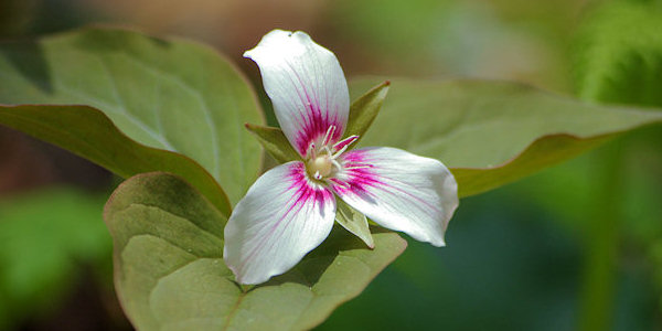 Asheville Wildflowers