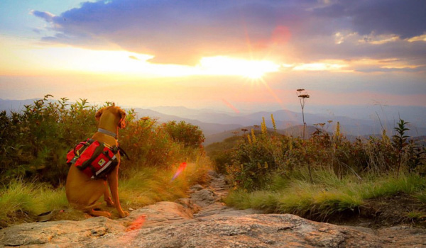 hiking with dogs asheville